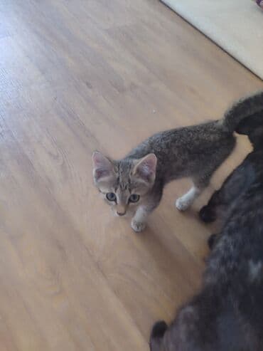 домашние кошки: Беспородная, 6 месяцев, Девочка, Серый — 4