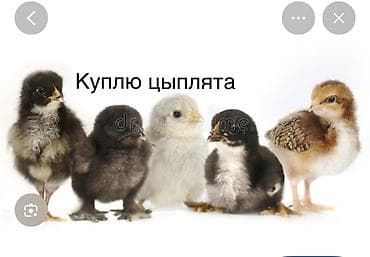 цып: КУПЛЮ ЦЫПЛЯТА ДОМАШНИЕ срочно до 50-60 штук недорого по 50сом пишите — 1