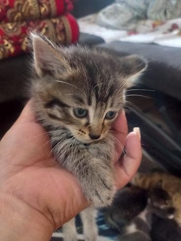 где можно взять кошку: Кошка даром: Беспородная, 1 месяц, Девочка — 3