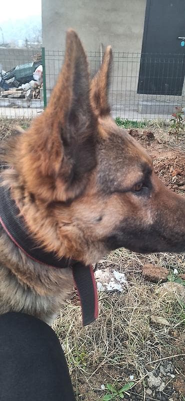 жер уй бишкек сатылат: Немис овчаркасы, 3 жаш, Эркек, Эмделген — 2