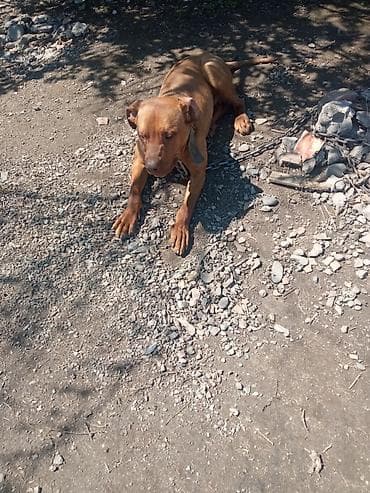 питбуль собака цена: Питбуль, 10 месяцев, Самец — 3