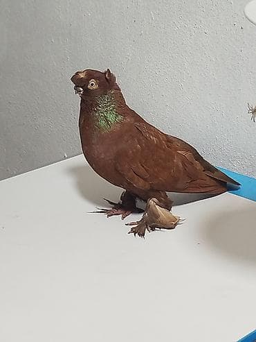 Когучкон сатылат активный алмашу жолдору бар адрес Бишкек Заря