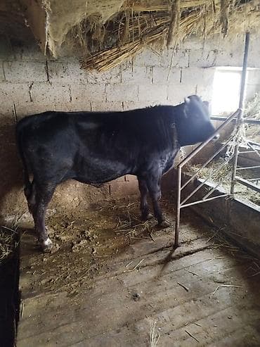 сементал бычок: Продаю | Бык (самец) | На откорм | Племенные — 1