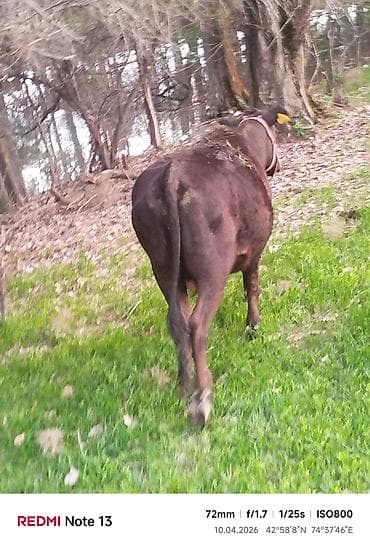 Продаю | Корова (самка) | Полукровка | Для разведения | Привязанные — 8