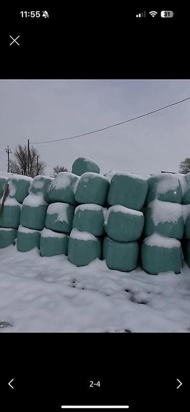 Айыл-чарба жаныбарлары: СИЛОС В БАБИНАХ 🌽
УРОЖАЙ 2024
Идеально выдержан
30% зерна — 2