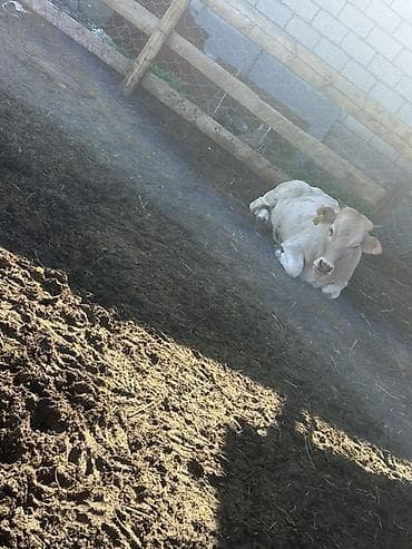 индийский бегунок купить: Продаю | Бык (самец) | На откорм — 4