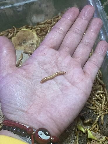 авган кой: Живой корм — мучной червь Описание: - Крупный активный червь — 4