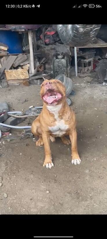 акустические системы joyroom колонка в виде собак: Питбуль, 2 года, Самец, С прививкой — 2