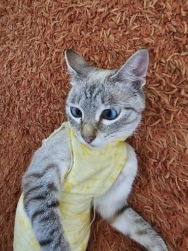 Девочка at lalafo.kg Девочка