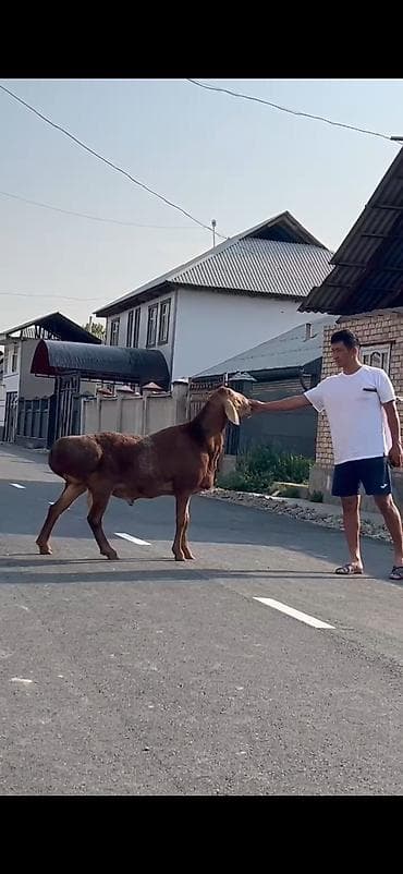 кролик цена: Продаю | Баран (самец) | Для разведения | Племенные — 6