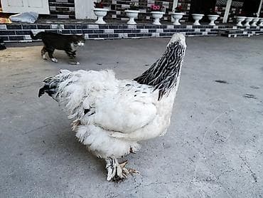 стальная корова: Продаю | Куры | Брама | Для разведения — 1