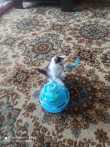 куда отдать кошку бишкек: Кошка даром: Беспородная, 2 месяца, Мальчик, Приучена к лотку — 3