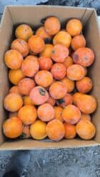 сублимированная клубника бишкек: Курма Хурма100 кг бар доставка бесплатная Бишкекте лепешки курма без — 1