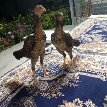 купить кролик декоративный: Молодые декоративные куры (пара) Описание: - Порода типа — 3