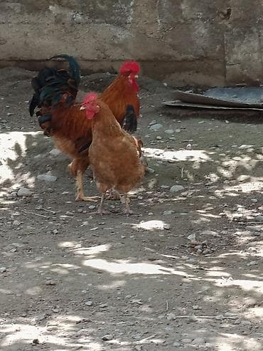 матки пчел: Продаю | Петух | Несушки — 2