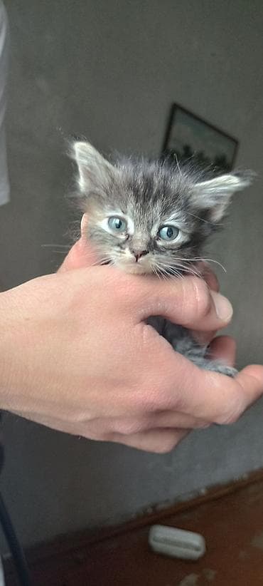 Мышыктар: 🐾 Ищут любящие семьи очаровательные котики! 🐾Малышам всего 1 месяц — 1