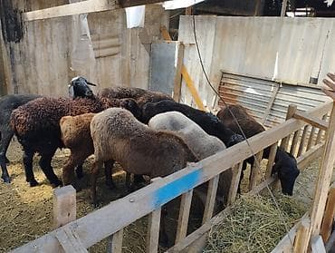 Продаю | Овца (самка) | На забой — 4