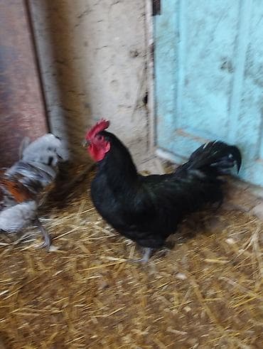 певчие птицы: Продаю | Петух | Для разведения — 4