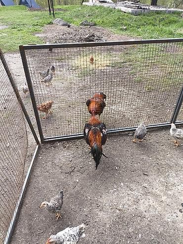 купить кормовых насекомых: Продаю | Петух | Бойцовая | Для разведения — 2