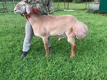 Продаю | Баран (самец) | Эдильбаевская | Для разведения | Осеменитель