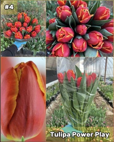 размещение рекламы: Организация мероприятий | Букеты, флористика — 5