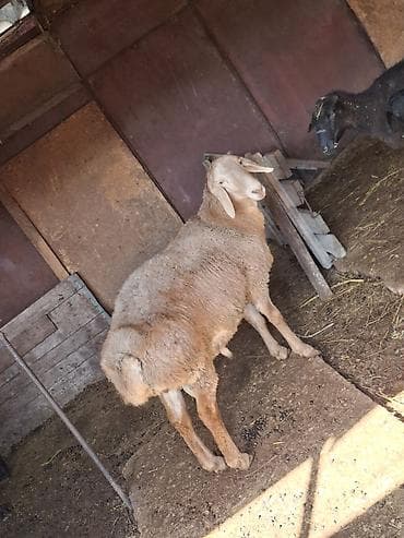бараны кара балта: Продаю | Баран (самец) | Арашан | Для разведения — 3