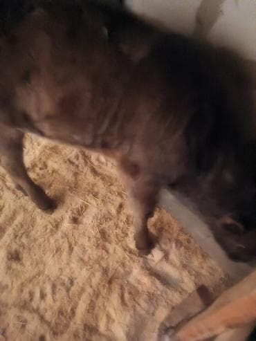 корова ала тоо: Продаю | Музоо, торпок — 6