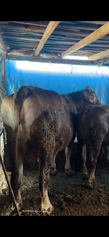 дойную корову: Продаю | Бык (самец) | Для разведения | Привязанные — 2