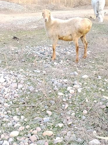 Мышыктар: Сатам | Ургаачы кой (ургаачы) | Союуга — 1