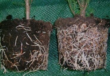 тайфун имидаклоприд: Удобрение Платная доставка — 1