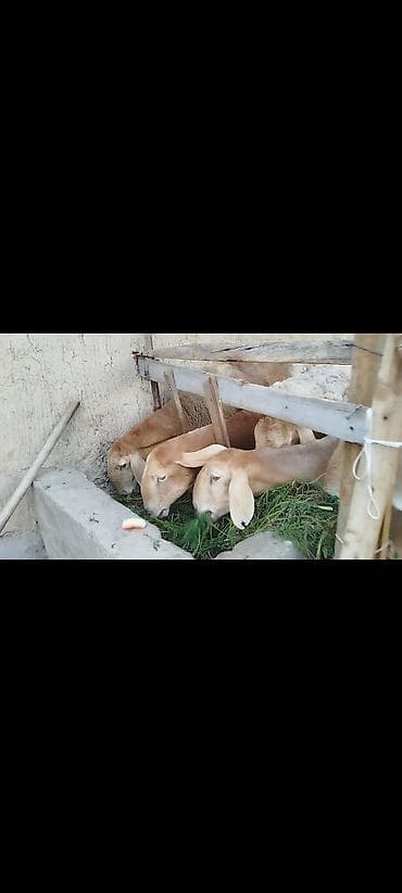 Үй жаныбарлары: Сатам | Ургаачы кой (ургаачы), Козу | Арашан | Көбөйтүү үчүн — 2