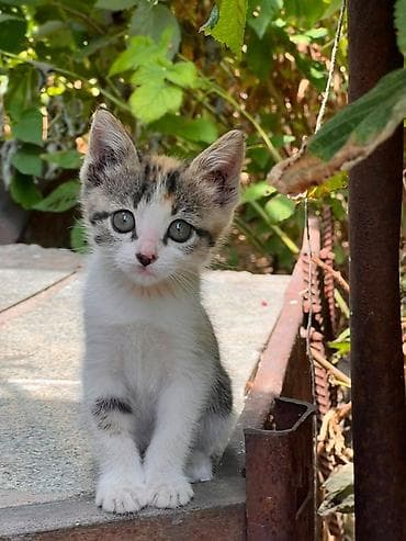 Котёнок трёхцветной окраски (белый с серо‑чёрными и рыжими пятнами) — 1