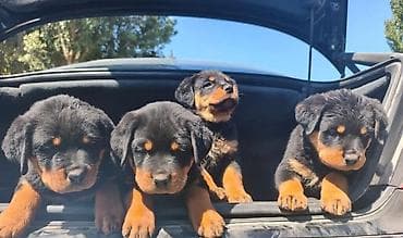 пекинес щенки: Продаются щенки ротвейлера. Дата рождения 15.02.2026 — 1