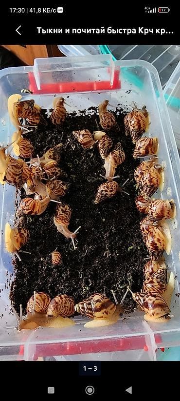 чарба буюмдары: Продаются улитки ахатина фулика и ретикуляты.(2-4месяца) домашние — 1