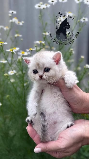 Мышыктар: Британ кыска жүндүү, 1 айлык, Ургаачы, Күмүш өңдүү шиншилла, Лотокко барууга үйрөтүлгөн, Курттардан тазаланган, Документтери менен — 3