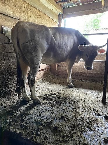 глубоко стельная корова: Продаю | Корова (самка) — 1