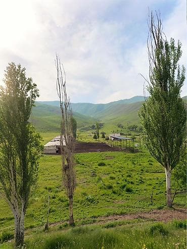 колоновидные яблони: Кошара, 100 соток, Действующий, Электричество — 5