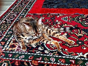 жаны асый: Бенгал, 3 жаш, Ургаачы, Алтын шиншилла, Лотокко барууга үйрөтүлгөн — 1