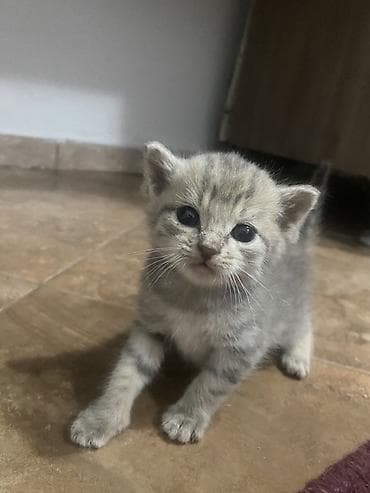 Мышыктар: Котята, домашние, короткошёрстные. Описание: - Возраст на фото — 1