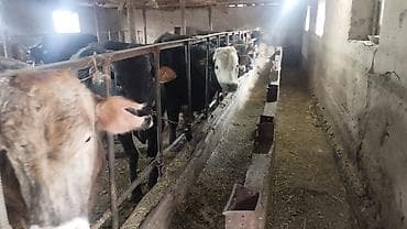 куры нешушки: Продаю | Бык (самец) | На откорм | Племенные — 6