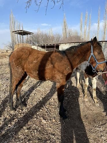 кунандар: Продаю | Жеребенок | На забой, Рабочий — 4
