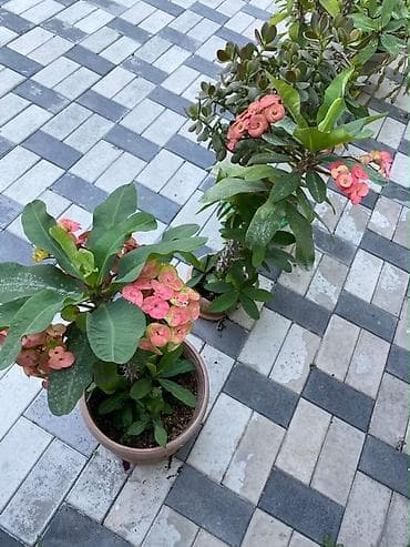 Комнатные растения: Молочай Миля (Euphorbia milii) в горшке. - Декоративно-цветущее — 3
