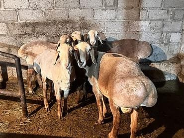 аксессуары для животных: Продаю | Баран (самец) | Арашан | На забой, Для разведения | Племенные, Осеменитель — 2