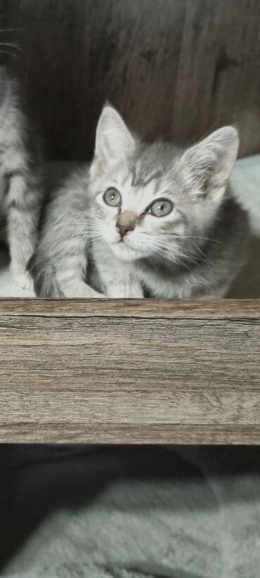 шотландская кошка прямоухая: Котята - скоттиш страйт,окрас - голубой Табби. Родились 7 сентября,к — 22