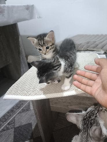 кошка регдолл: Отдам даром хорошие руки — 1