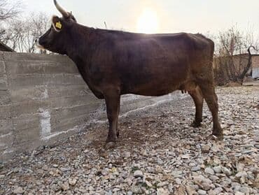 Собаки: Продаю | Корова (самка) | Швицкая | Для молока | Стельные — 8