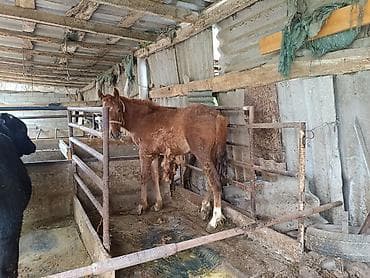 куплю тай: Продаю | Жеребенок | Рабочий — 1