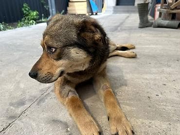 талас ит: Милый дворняжий пёс среднего размера с густой шерстью палево-рыжего — 4