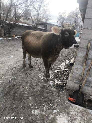 продаю породистых коров: Продаю | Корова (самка) | Алатауская | Для разведения — 4