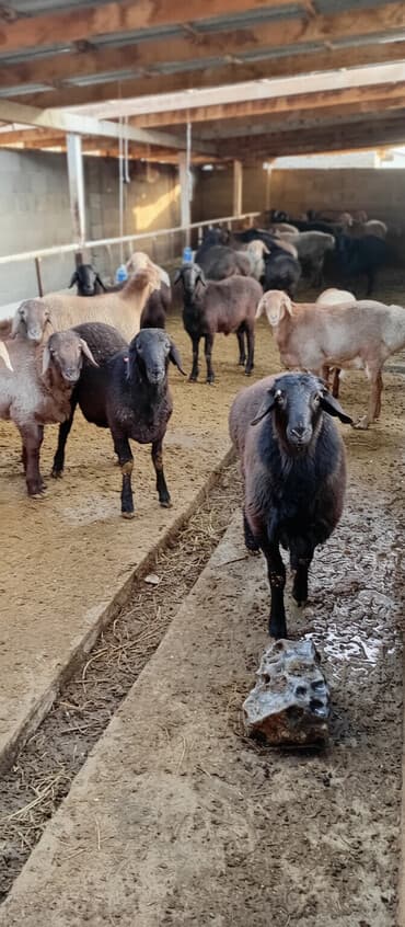 корма для сх животных: Продаю | Баран (самец) | На забой | Осеменитель — 1